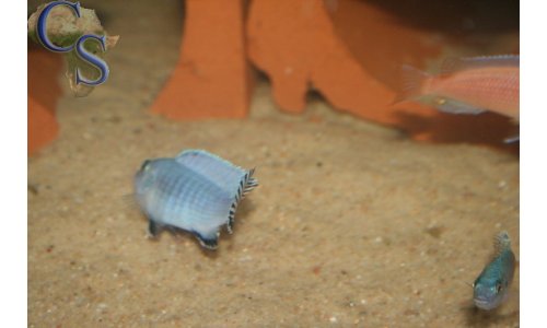 Pseudotropheus socolofi